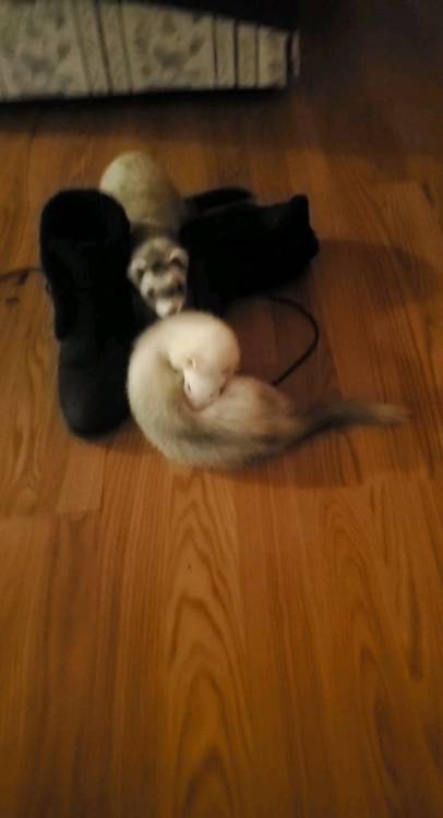 Stinky boy is the zodiac killer……baby girl? Most likely his next victim….. : ferrets