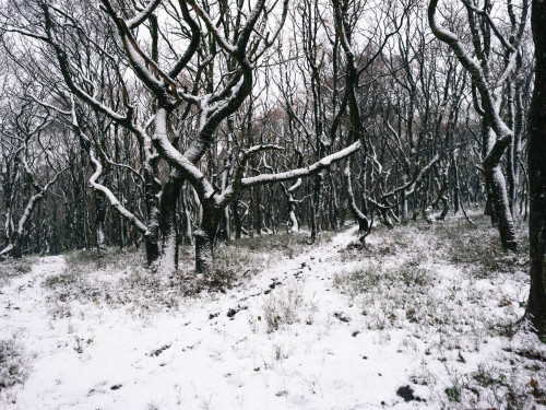 Winter Woods - Hasselblad X1D II 50CPhotographed by Freddie Ardley - Visit Print Shop 