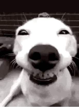 Hai