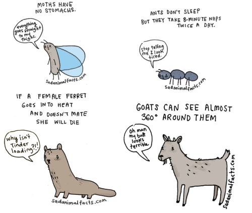 sad animal facts :’)