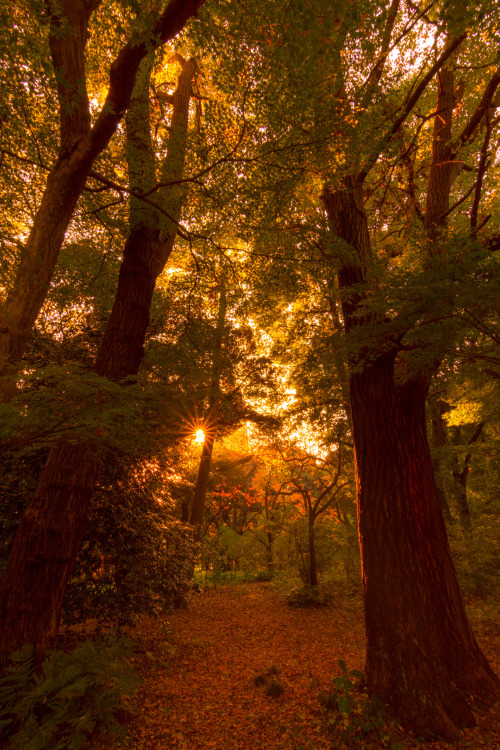 digitalexrth:    Autumn Trees in the Dusk by Yoshikazu TAKADA 