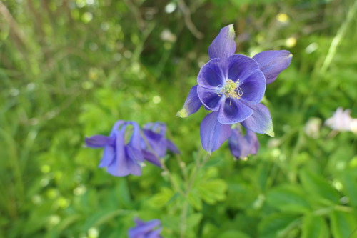 Aquilegia vulgaris — European columbine