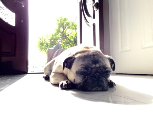 pugstagram