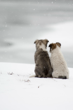 waasabi:  Chernobyl stray dogs by Björn