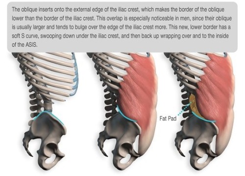 anatoref:  Abdominals