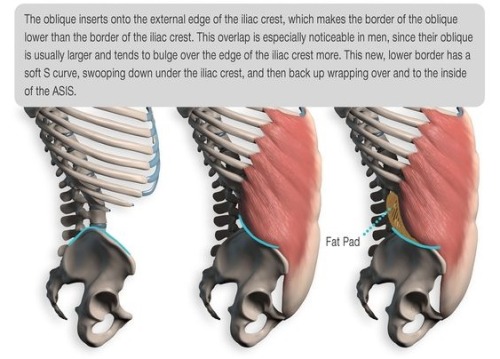 anatoref:Abdominals 