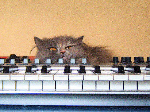 Midi Kitty (by azulcrema)