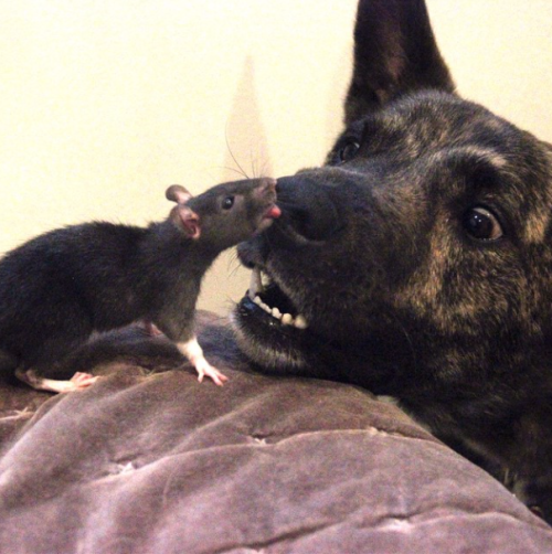 catsbeaversandducks:  Osiris and Riff Ratt Osiris is a 3-year-old Dutch Shepherd mix. Riff Ratt is a 3-month-old fancy rat. They live in Chicago and they’re BFFs. Photos by ©Osiris   Riff Ratt  Muy hermosos