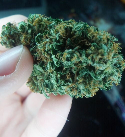 dinosaurbeards:  nugs :) 