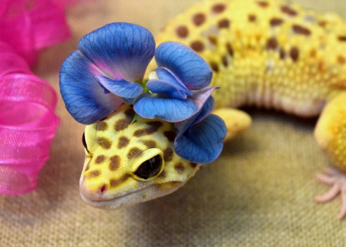 shinyx2:Sweet Peas in bloom on Poppy’s head.