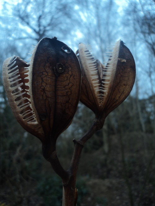 agavex-photography:Cardiocrinum giganteum seed pods. RHS Wisley, Surrey. February 2012.