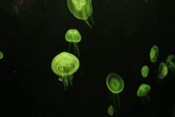chemosynthesis:  made these gifs of jellyfish from the georgia aquarium!