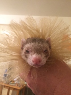 thelifeofmyferrets:“I’m gonna be a mighty