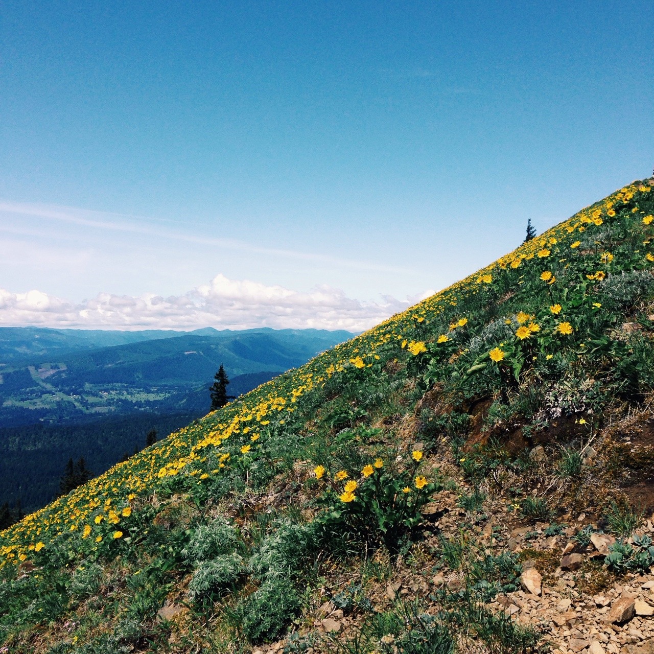 wendesgray:  Dog Mountain wildflowers 