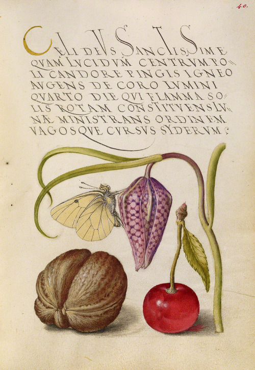 thegetty:In the 1500s, illuminator Joris Hoefnagel rendered flowers and plants with a botanical prec