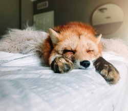 everythingfox:Zzz amirite