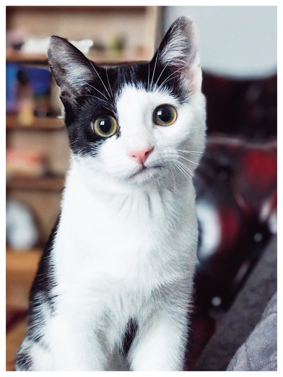 awwww-cute:  He’s no doggo but he’s a good boy! (Source: http://ift.tt/2n7pVu2)