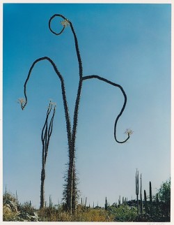 uncertaintimes:  Eliot Porter, Cirio Near Las Tres Virgenes Volcano, Baja California, 1966 metmuseum.org 