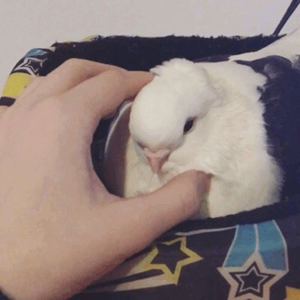 tinysaurus-rex:Squish her :)