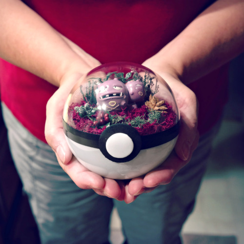 expedition-pokemon-go: laurens-crazy-tumbler: More Poke’ ball terrariums!  “Gotta b