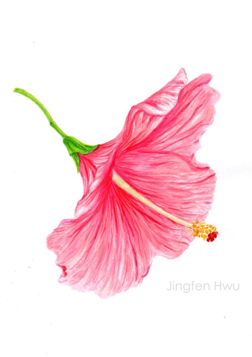 flower painting &ldquo;A Skirt Like Flower Hibiscus&rdquo; by Jingfen Hwu