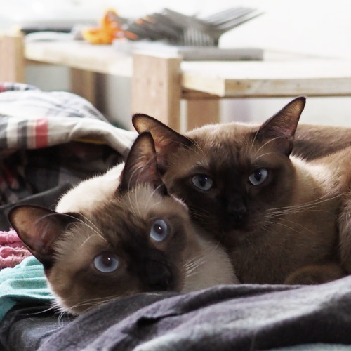 My 2 studio assistants:on the left &lt; Singto the siamese on the right &gt; Sam
