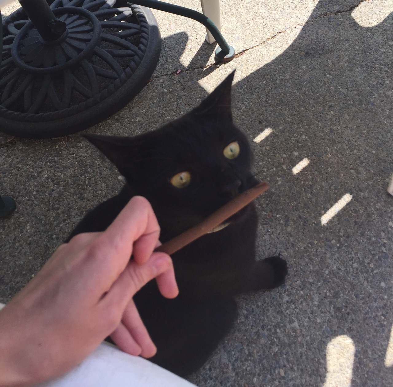psychedelic-freak-out:  My cat wanted a bluntstache lol  Bluntstash!!