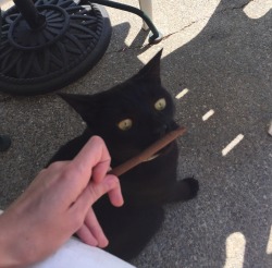 psychedelic-freak-out:  My cat wanted a bluntstache