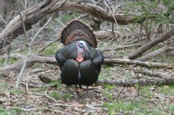 rhamphotheca:  Speaking for the Turkey by Bridgette MacDonald There’s no mistaking a wild turkey, and whether you live in the country or the suburbs, chances are you’ve seen one in your neighborhood. That’s because turkeys are fairly adaptable.