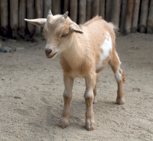 embracingtheview: Baby goats (kids), Living Desert, Palm Desert, California. Photo taken by rjz