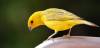 whatwwwwwww:is-the-owl-video-cute:prozac:prozac:Its obvious to me when people who post about canaries in mines have never met a canary. Like yeah the miners had a special device to revive the canary because canaries are one of the most adorable creatures