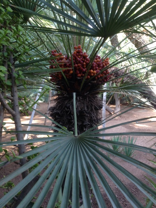 java-jungle: Majorelle gardens - Morocco