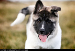 aplacetolovedogs:  Gorgeous Akita puppy Mac For more cute dogs and puppies