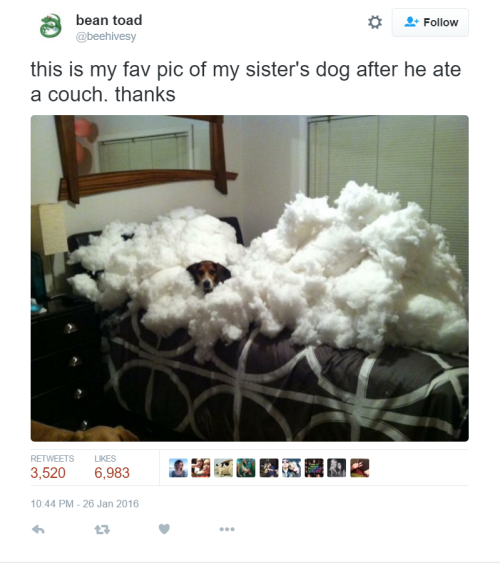 really-funny-posts: how did he get it all so neatly on the bed