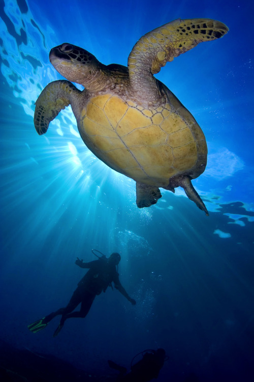earthandanimals:   Sea Turtle & Diver under the Sun   Photo by Soren Egeberg   