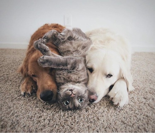 kittykittykittykittykitty:animals-lovers:(Source)this makes me so happy