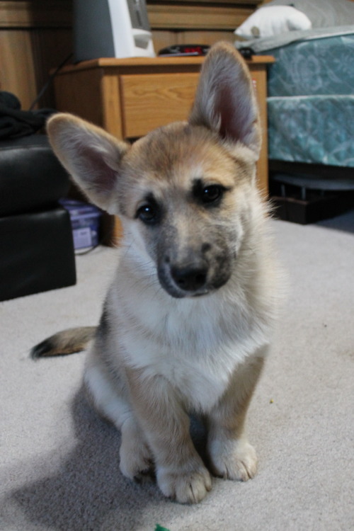 corgiaddict:  husky/ corgi submitted by missmichellefaith.tumblr.com 