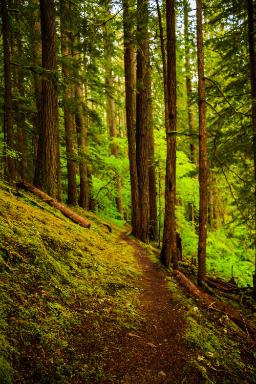nature-hiking:Paths of Olympic Park 16-20/? - Olympic National Park, WA, June 2017photo by nature-hi