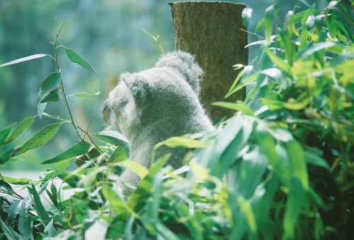 先日訪れた動物園のコアラさんが亡くなった。 どの子だか分からないけど、こんな風にファインダー越しでずっと見つめてたせいか、凄く寂しくなった。 他の若い子達が屋外の木にしがみついているなか、この子だけ広