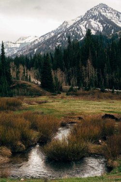 getlost-in-nature: 4nimalparty:    by kylesipple☬