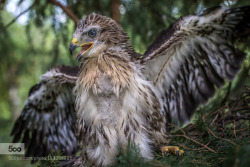 Best-Viewed-On-A-Pc:  Young Eagle In The Nest By Joseph-Maniquet