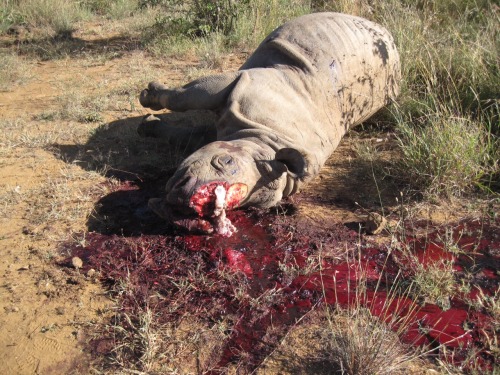 kikikiyomi:  Congratulations fellow humans, you’ve managed to disgust me and kill off the Western Black Rhino to officially make them extinct.  My heart aches. 