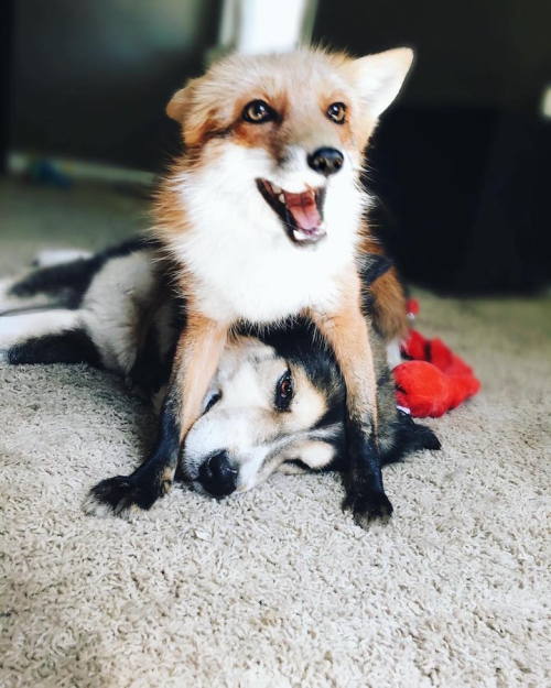 mymodernmet:  Energetic Pet Fox Finds an porn pictures