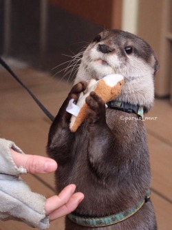 fieldbears:theeaglefortheraven:theravenfortheeagle:maggielovesotters:Otter loves his new otter toyFrom parus_mnr:https://twitter.com/parus_mnr/status/583248754993590273&ldquo;This toy looks like me… I will take care of it and love it.&rdquo;“mine”
