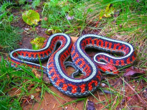 Images Of The San Francisco Garder Snake (Thamnophis Sirtalis Tetrataenia), A Naturally Occuring Endangered