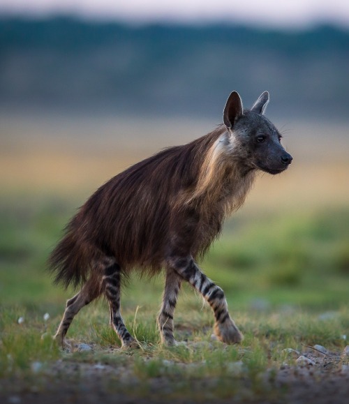 Brown Hyena in the Kalahari by Christophe JOBIC