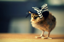 fruit1oop:  fangirltothefullest:  ellenkushner:  beben-eleben:  Here’s Some Really Cute Chicks Wearing Hats To Brighten Your Day  If hats are this cute, why did we humans all stop wearing them??  And I’m off to the races, cases of Bacardi chasersChasing