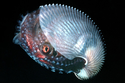 ted:  yahoonews:  Transparent animals They’re some of the most intriguing and complex creatures on the planet but they really do have nothing to hide - because they’re totally see-through. Transparent animals - creatures with clear glass-like skin