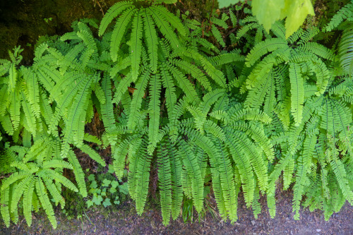 steepravine:  Norcal Forest Scenes(Mendocino, California - 6/2016)