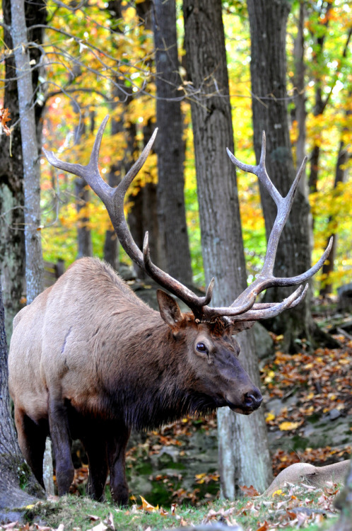 gloomytreehouse:  Bull Wapiti (by kingarfer)